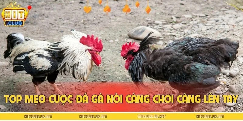 Top những mẹo cược đá gà nòi càng chơi càng lên tay