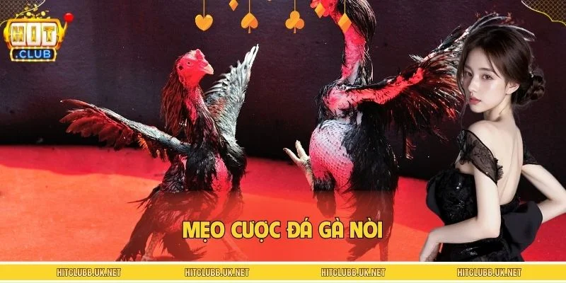 Mẹo Cược Đá Gà Nòi - Vào Tiền Khôn Ngoan Theo Từng Kèo